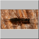 Xorides sp - Schlupfwespe 01b 10mm-fdet03.jpg